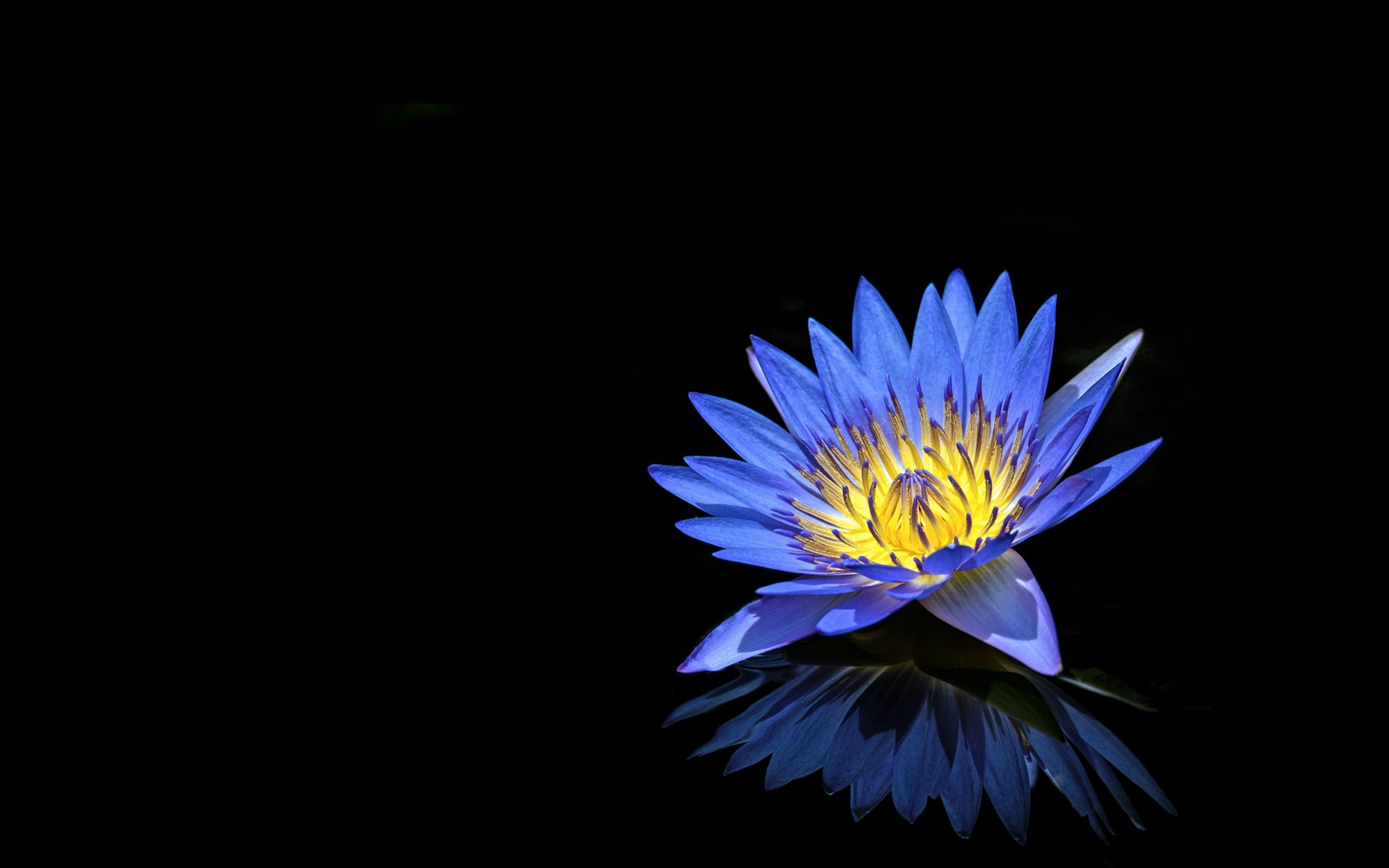 Real film photograph: blue water lily with golden center on black water